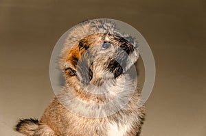 Cute fluppy Tibetan Lhasa puppy