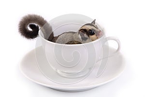 Cute flying squirrel in white ceramic cup.