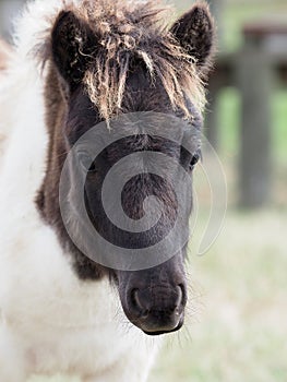 Cute Foal