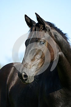 Cute foal