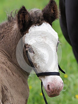 Cute Foal Headshot