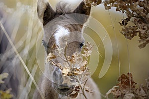 Cute foal hiding behind a branch