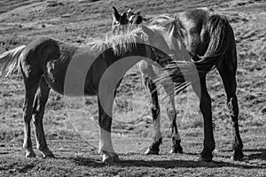 Cute foal with mare in pasture black and white. Two horses in field monochrome. Rural ranch life.