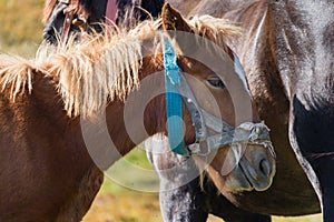 Cute foal with mare in pasture close up. Portrait of horse. Rural ranch life. Animal family concept.