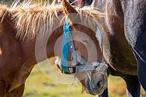 Cute foal with mare in pasture close up. Portrait of horse. Rural ranch life. Animal family concept.