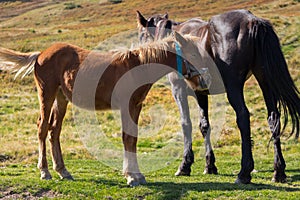 Cute foal with mare in pasture. Two horses in field. Rural ranch life. Animal family concept. Young foal and mother horse grazing.