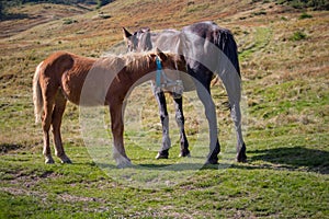 Cute foal with mare in pasture. Two horses in field. Rural ranch life. Animal family concept. Young foal and mother horse grazing.