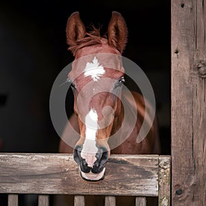 Cute foal in stable, elegant equine, adorable young horse