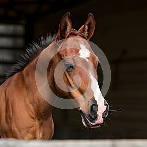 Cute foal in stable, elegant equine, adorable young horse