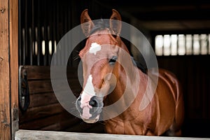 Cute foal in stable, elegant equine, adorable young horse