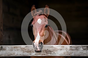 Cute foal in stable, elegant equine, adorable young horse