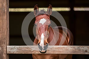 Cute foal in stable, elegant equine, adorable young horse