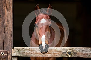 Cute foal in stable, elegant equine, adorable young horse