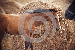 Cute foal standing next to a haystack, looking at his mother