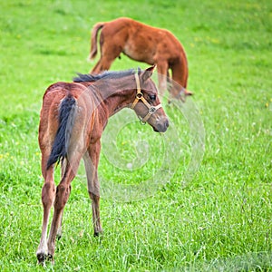 Cute foals
