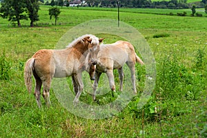 Cute foals having fun in pasture, Austria