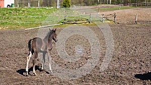 Cute foals on the meadow