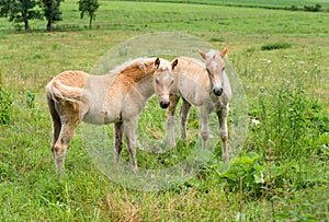 Cute foals in pasture, Austria