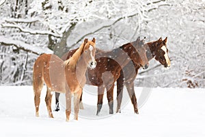 Cute foals on snow-covered meadow