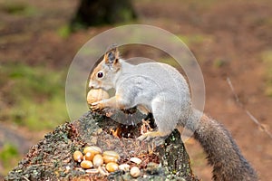 A cute forest squirrel with an autumn undercoat and a fluffy tail sits on an old tree stump and gnaws a nut. photo