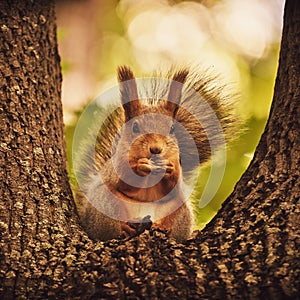 A cute forest squirrel gnaws a nut on a branch in the autumn forest