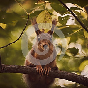 A cute forest squirrel gnaws a nut on a branch in the autumn forest