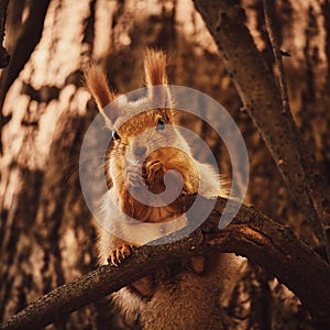 A cute forest squirrel gnaws a nut on a branch in the autumn forest