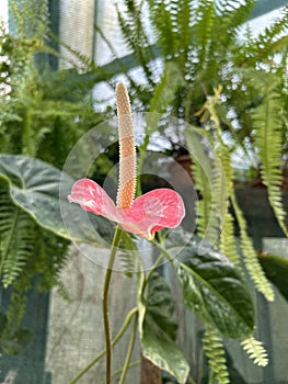 Cute foto red flower Anthurium with plant’s background