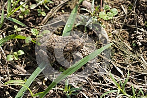 Cute Fowler's or American Toad - Anaxyrus - Morgan County Alabama USA