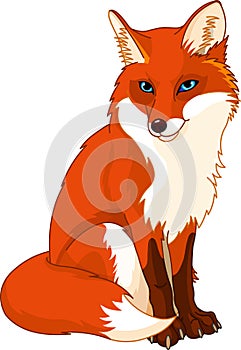 Cute fox