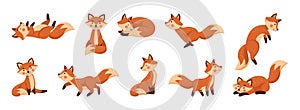 Cute fox, animal in different poses. Red forest characters, cunning foxy wildlife, nature fun standing beautiful mammal