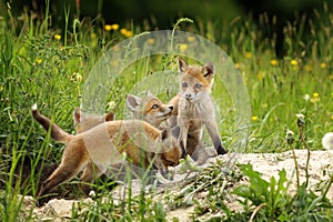 Cute fox brothers the burrow