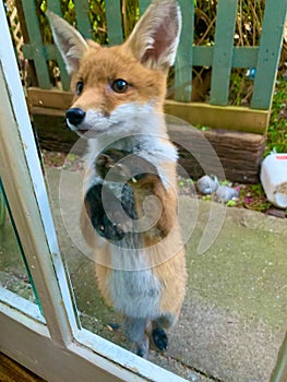 A cute fox cub looking through a rear door