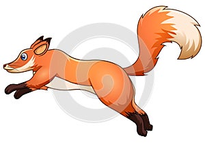 Cute fox jumping isolated on a white background.