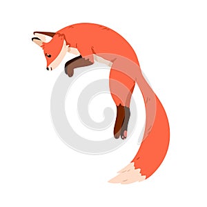 Cute fox jumping up and hunting. Wild forest animal profile in motion. Funny foxy pup character with orange fur, fluffy