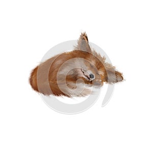 Cute fox realistic hand drawn illustration on white background isolated
