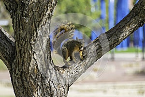 A Cute Fox Squirrel on a Tree Limb with Pecan in Mouth