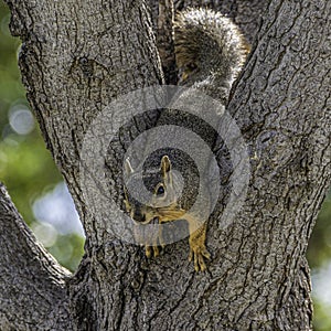 A Cute Fox Squirrel Wedged in Tree Limbs with Pecan in Mouth photo