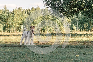 A cute fox terrier stand on the green grass and looking away. It running in the garden which has tree as a background. It has copy