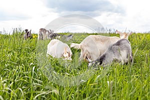 Cute free range goatling on organic natural eco animal farm freely grazing in meadow background. Domestic goat graze