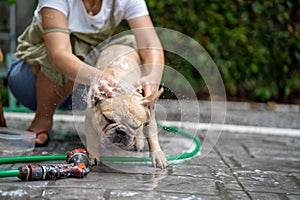 Cute french baby bulldog being washed with a hose outdoors