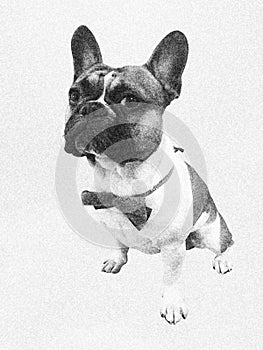 Cute french bouledogue bulldog sitting, dressed up for a party with little bow-tie, on white background