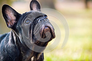 The cute French Bulldog