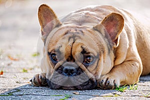 The cute French Bulldog