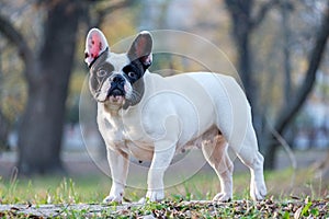 The cute French Bulldog