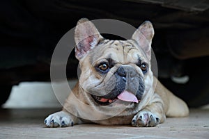 A cute of french bulldog backgrounds.