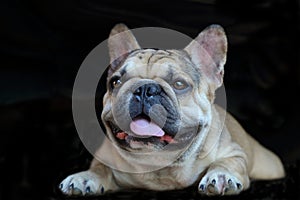 A cute of french bulldog backgrounds.