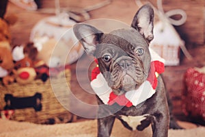 a cute French Bulldog Christmas