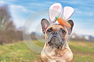 Cute French Bulldog dog dressed up as easter bunny wearing a headband with big rabbit ears and plush carrot on head