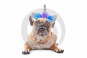 Cute French Bulldog dog dressed up as unicorn with costume headband with silver horn and flowers lying downon white background